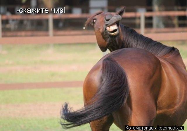 -скажите чиз!... Котоматрица: -скажите чиз!