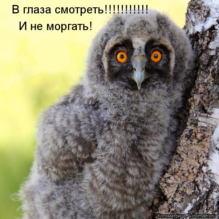 В глаза смотреть!!!!!!!!!!! И не моргать!... Котоматрица: В глаза смотреть!!!!!!!!!!! И не моргать!