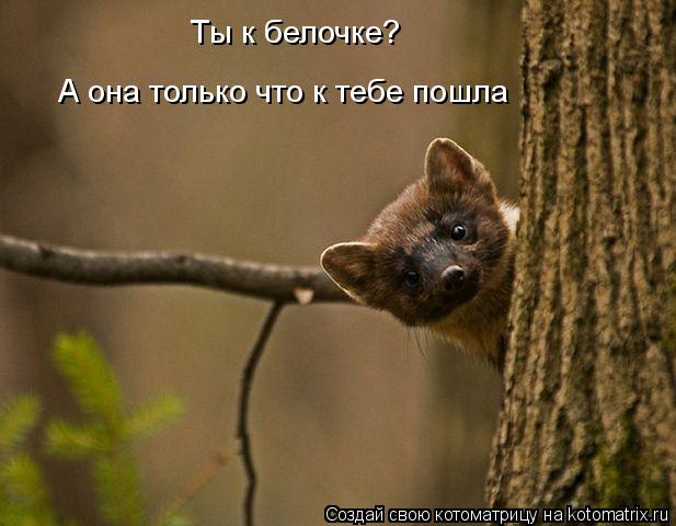 Ты к белочке? А она только что к тебе пошла... Котоматрица: Ты к белочке? А она только что к тебе пошла