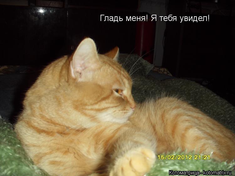 Гладь меня! Я тебя увидел!... Котоматрица: Гладь меня! Я тебя увидел!