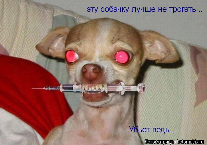 эту собачку лучше не трогать... Убьет ведь...... Котоматрица: эту собачку лучше не трогать... Убьет ведь...