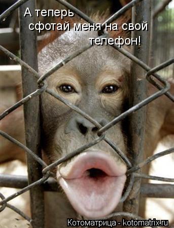 А теперь сфотай меня на свой телефон!... Котоматрица: А теперь сфотай меня на свой телефон!