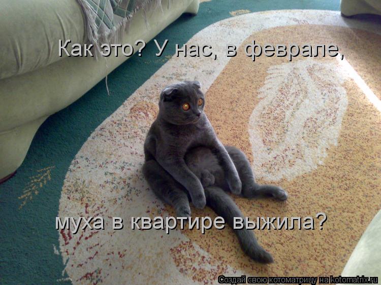 Как это? У нас, в феврале, муха в квартире выжила?... Котоматрица: Как это? У нас, в феврале, муха в квартире выжила?