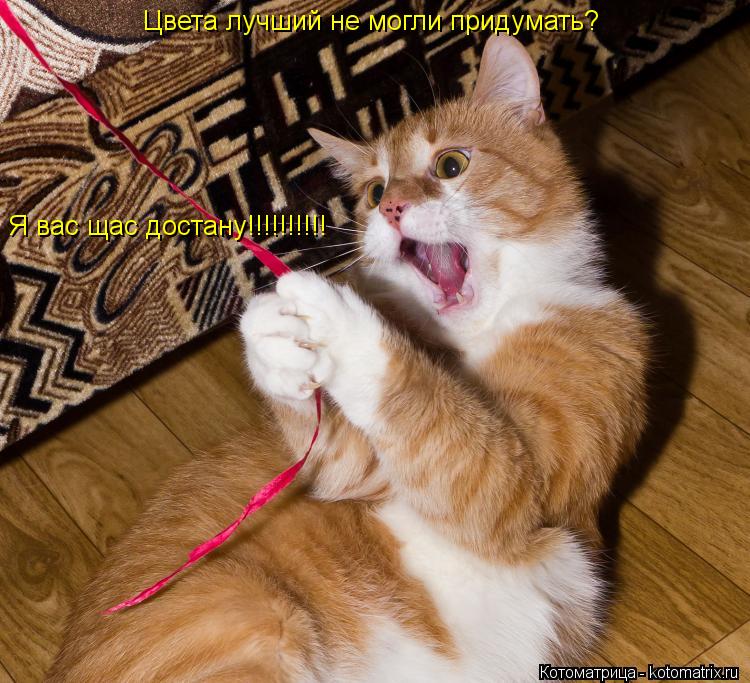 Цвета лучший не могли придумать? Я вас щас достану!!!!!!!!!!... Котоматрица: Цвета лучший не могли придумать? Я вас щас достану!!!!!!!!!!