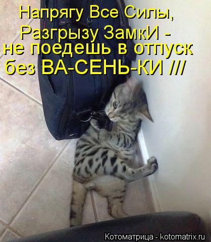 Напрягу Все Силы, Разгрызу ЗамкИ - не поедешь в отпуск без ВА-СЕНЬ-КИ ///... Котоматрица: Напрягу Все Силы, Разгрызу ЗамкИ - не поедешь в отпуск без ВА-СЕНЬ-КИ ///