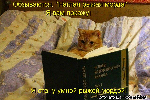 Обзываются: "Наглая рыжая морда". Я вам покажу! Я стану умной рыжей мордой!... Котоматрица: Обзываются: "Наглая рыжая морда". Я вам покажу! Я стану умной рыжей мордой!
