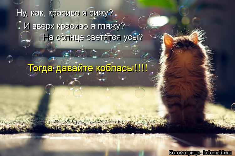 Ну, как, красиво я сижу? И вверх красиво я гляжу? На солнце светятся усы? Тогда давайте кобласы!!!!... Котоматрица: Ну, как, красиво я сижу? И вверх красиво я гляжу? На солнце светятся усы? Тогда давайте кобласы!!!!