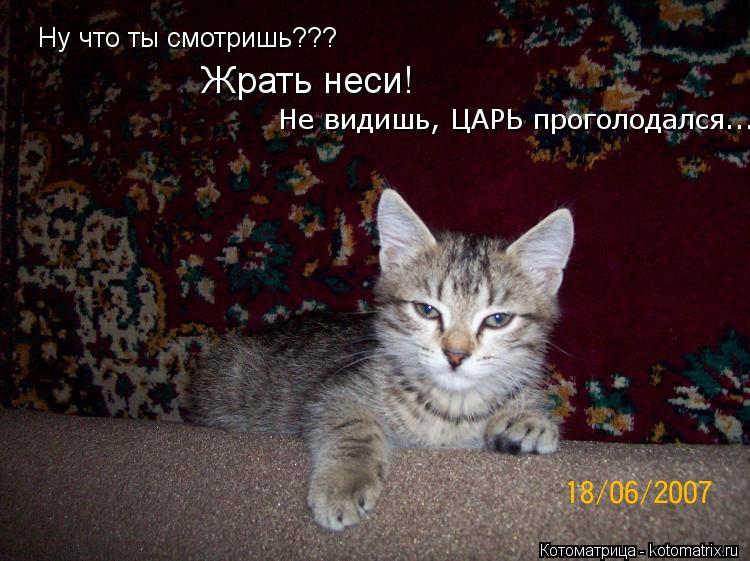 Ну что ты смотришь??? Не видишь, ЦАРЬ проголодался..... Жрать неси!... Котоматрица: Ну что ты смотришь??? Не видишь, ЦАРЬ проголодался..... Жрать неси!