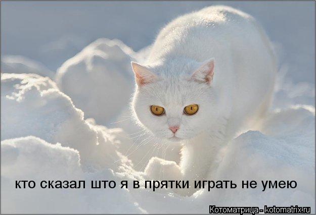 кто сказал што я в прятки играть не умею... Котоматрица: кто сказал што я в прятки играть не умею