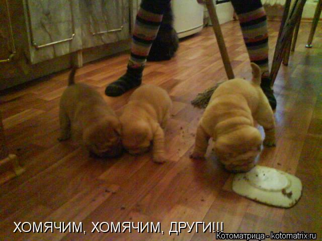 ХОМЯЧИМ, ХОМЯЧИМ, ДРУГИ!!!... Котоматрица: ХОМЯЧИМ, ХОМЯЧИМ, ДРУГИ!!!