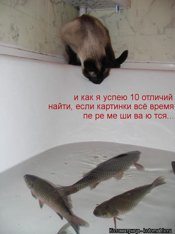 и как я успею 10 отличий найти, если картинки всё время пе ре ме ши ва ю тся...... Котоматрица: и как я успею 10 отличий найти, если картинки всё время пе ре ме ши ва ю тся...