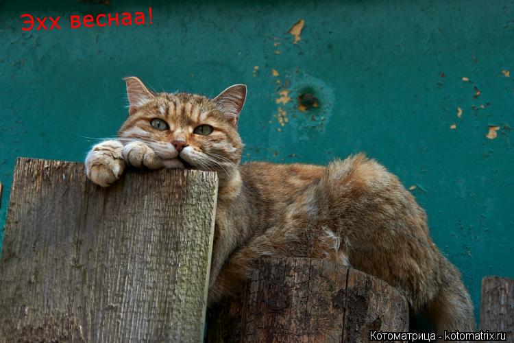 Эхх веснаа!... Котоматрица: Эхх веснаа!