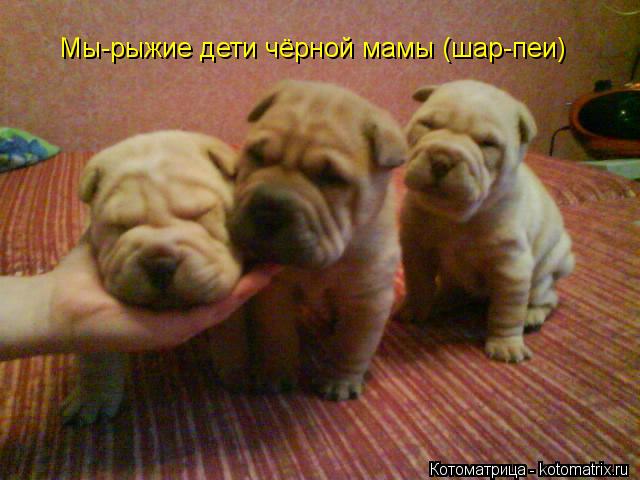 Мы-рыжие дети чёрной мамы (шар-пеи)... Котоматрица: Мы-рыжие дети чёрной мамы (шар-пеи)