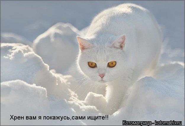 Хрен вам я покажусь,сами ищите!!... Котоматрица: Хрен вам я покажусь,сами ищите!!