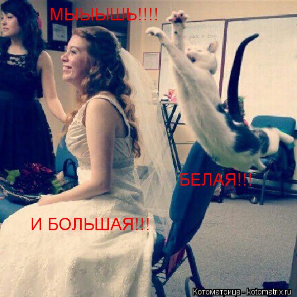 МЫЫЫШЬ!!!! БЕЛАЯ!!! И БОЛЬШАЯ!!!... Котоматрица: МЫЫЫШЬ!!!! БЕЛАЯ!!! И БОЛЬШАЯ!!!