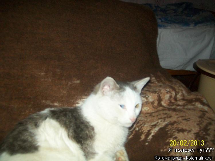 Я полежу тут???... Котоматрица: Я полежу тут???
