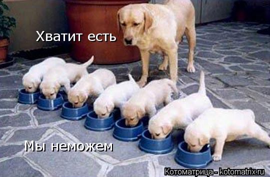 Хватит есть Мы неможем... Котоматрица: Хватит есть Мы неможем