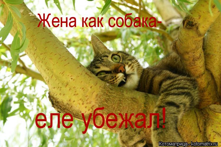 Жена как собака- еле убежал!... Котоматрица: Жена как собака- еле убежал!