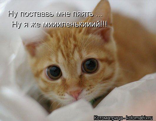 Ну постаавь мне пяять ... Ну я же миииленькииий!!!... Котоматрица: Ну постаавь мне пяять ... Ну я же миииленькииий!!!
