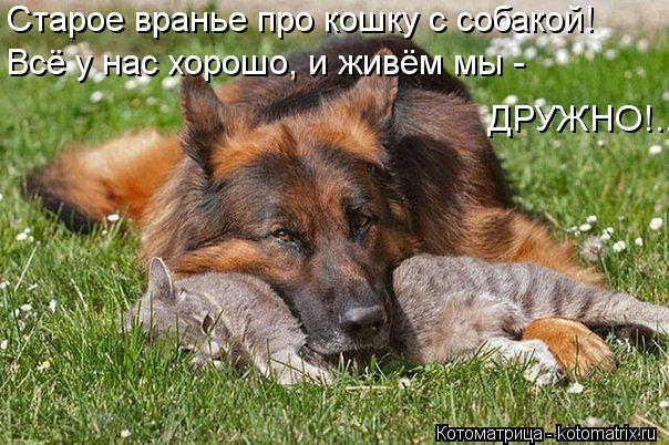 Старое вранье про кошку с собакой! Всё у нас хорошо, и живём мы - ДРУЖНО!..... Котоматрица: Старое вранье про кошку с собакой! Всё у нас хорошо, и живём мы - ДРУЖНО!..
