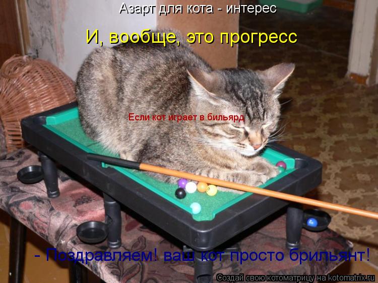 Котоматрица: Азарт для кота - интерес И, вообще, это прогресс Если кот играет в бильярд  - Поздравляем! ваш кот просто брильянт!