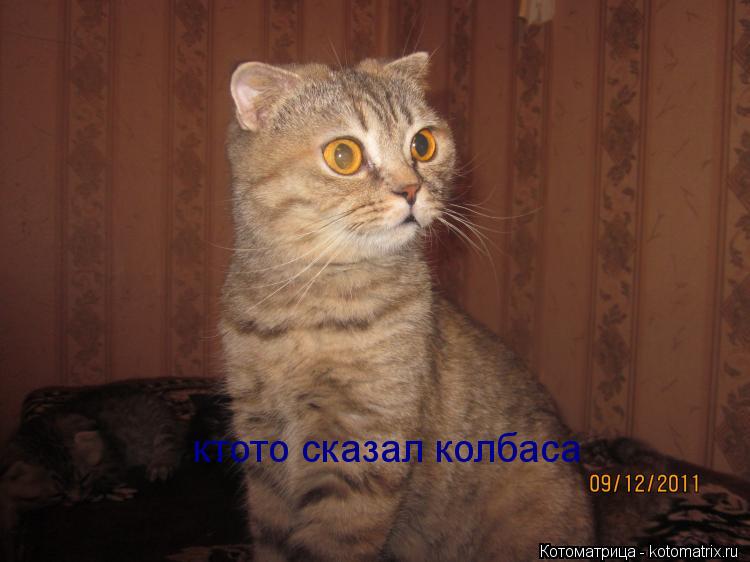 ктото сказал колбаса... Котоматрица: ктото сказал колбаса