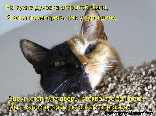 На кухне духовка открытой была, Я влез посмотреть, как у куры дела. Вдруг, хлопнула дверь, стекла все... Котоматрица: На кухне духовка открытой была, Я влез посмотреть, как у куры дела. Вдруг, хлопнула дверь, стекла все запотели, Мы с курой вдвоём по бокам при