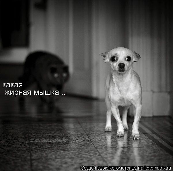 какая жирная мышка...... Котоматрица: какая жирная мышка...