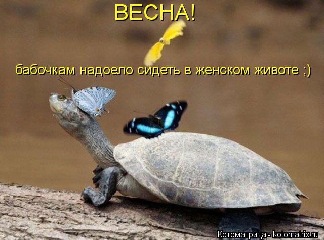 ВЕСНА! бабочкам надоело сидеть в женском животе ;)... Котоматрица: ВЕСНА! бабочкам надоело сидеть в женском животе ;)