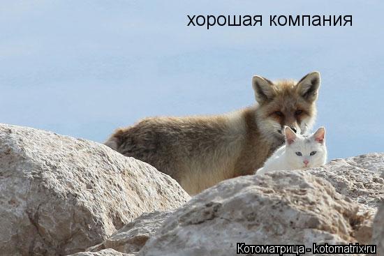 хорошая компания... Котоматрица: хорошая компания