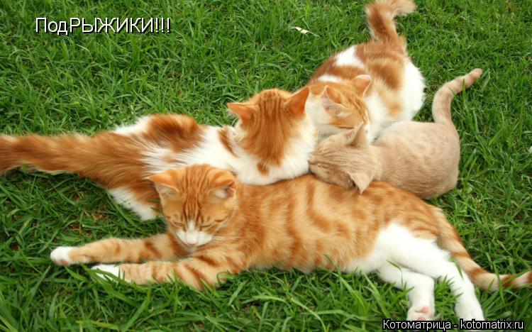 ПодРЫЖИКИ!!!... Котоматрица: ПодРЫЖИКИ!!!
