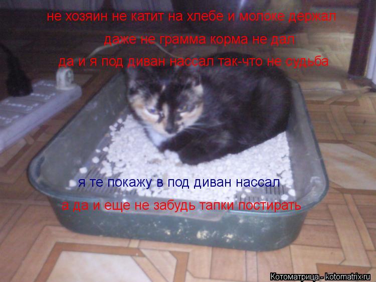не хозяин не катит на хлебе и молоке держал даже не грамма корма не дал да и я под диван нассал так-ч... Котоматрица: не хозяин не катит на хлебе и молоке держал даже не грамма корма не дал да и я под диван нассал так-что не судьба я те покажу в под диван насса