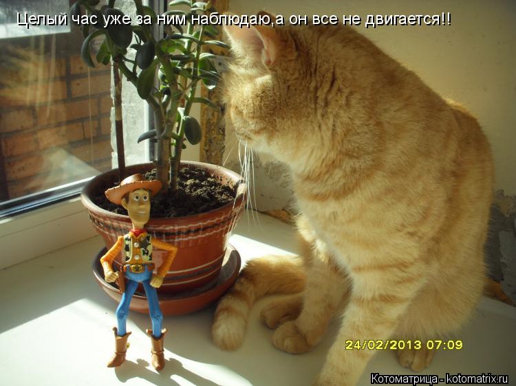Целый час уже за ним наблюдаю,а он все не двигается!!... Котоматрица: Целый час уже за ним наблюдаю,а он все не двигается!!