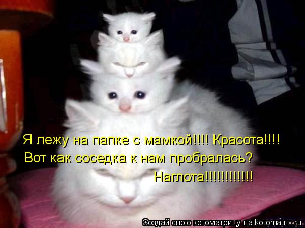 Я лежу на папке с мамкой!!!! Красота!!!! Вот как соседка к нам пробралась? Наглота!!!!!!!!!!!!... Котоматрица: Я лежу на папке с мамкой!!!! Красота!!!! Вот как соседка к нам пробралась? Наглота!!!!!!!!!!!!