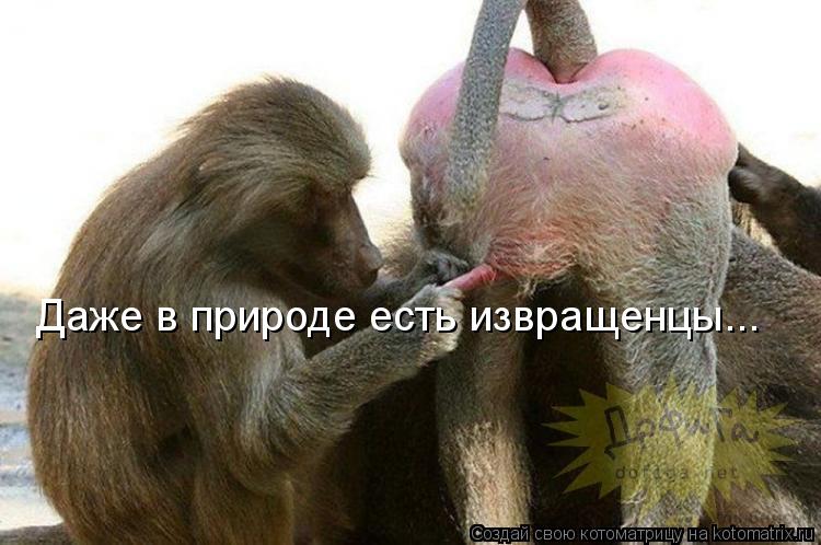 Даже в природе есть извращенцы...... Котоматрица: Даже в природе есть извращенцы...