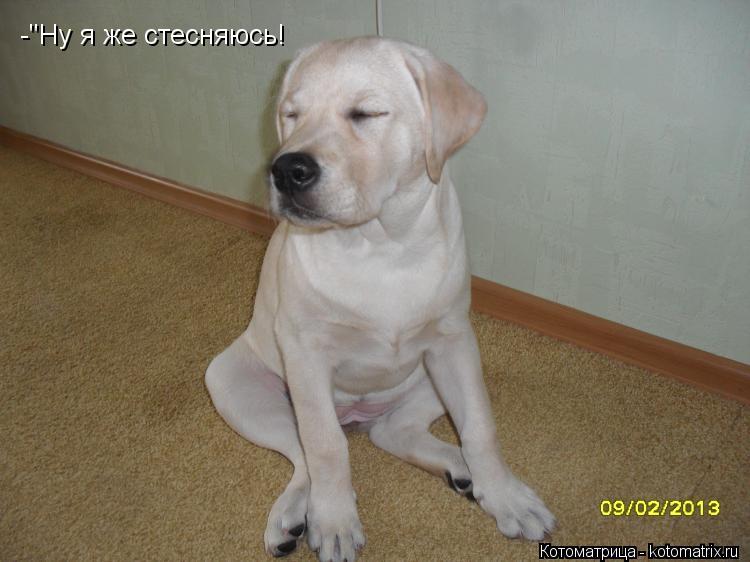 -"Ну я же стесняюсь!... Котоматрица: -"Ну я же стесняюсь!