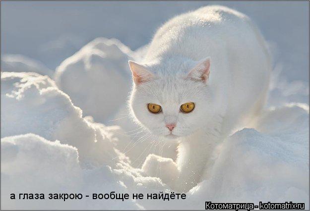 а глаза закрою - вообще не найдёте... Котоматрица: а глаза закрою - вообще не найдёте