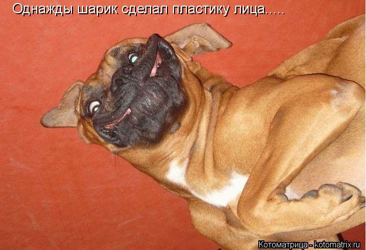 Однажды шарик сделал пластику лица........ Котоматрица: Однажды шарик сделал пластику лица.....