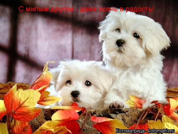 С милым другом - даже осень в радость!... Котоматрица: С милым другом - даже осень в радость!