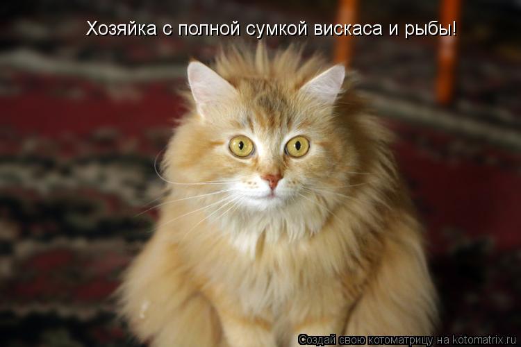 Хозяйка с полной сумкой вискаса и рыбы!... Котоматрица: Хозяйка с полной сумкой вискаса и рыбы!