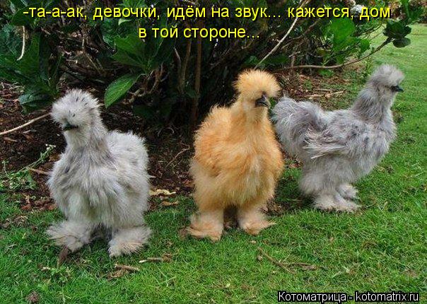 -та-а-ак, девочки, идём на звук... кажется, дом в той стороне...... Котоматрица: -та-а-ак, девочки, идём на звук... кажется, дом в той стороне...