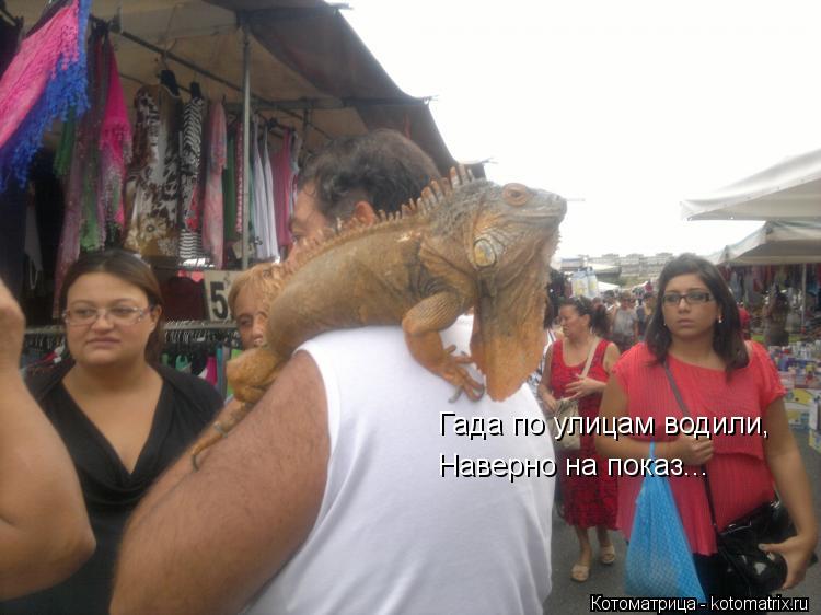 Гада по улицам водили, Наверно на показ...... Котоматрица: Гада по улицам водили, Наверно на показ...