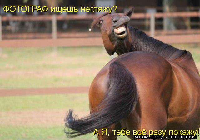 ФОТОГРАФ ищешь негляжу? А Я, тебе всё разу покажу!... Котоматрица: ФОТОГРАФ ищешь негляжу? А Я, тебе всё разу покажу!