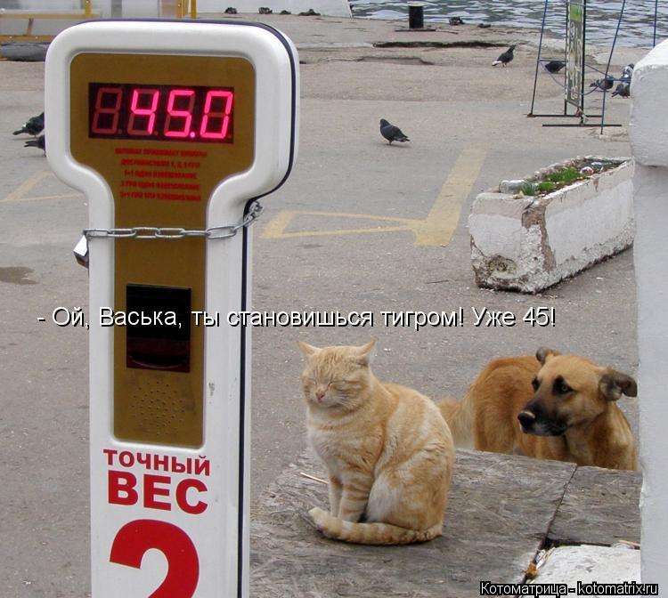 - Ой, Васька, ты становишься тигром! Уже 45!... Котоматрица: - Ой, Васька, ты становишься тигром! Уже 45!