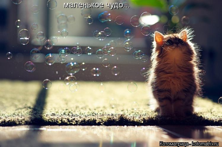маленькое чудо...... Котоматрица: маленькое чудо...