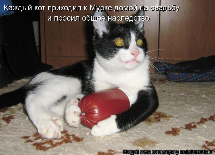 Каждый кот приходил к Мурке домой на свадьбу и просил общее наследство... Котоматрица: Каждый кот приходил к Мурке домой на свадьбу и просил общее наследство