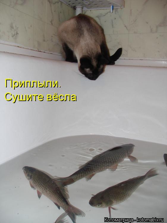 Приплыли. Сушите вёсла... Котоматрица: Приплыли. Сушите вёсла