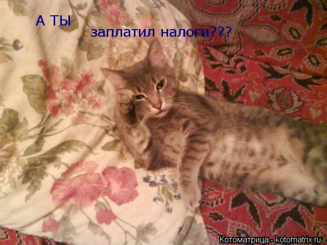 А ТЫ заплатил налоги???... Котоматрица: А ТЫ заплатил налоги???