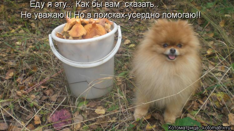 Еду я эту... Как бы вам сказать.. Не уважаю!!! Но в поисках-усердно помогаю!!... Котоматрица: Еду я эту... Как бы вам сказать.. Не уважаю!!! Но в поисках-усердно помогаю!!