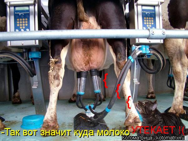 { { { -Так вот значит куда молоко УТЕКАЕТ !(... Котоматрица: { { { -Так вот значит куда молоко УТЕКАЕТ !(
